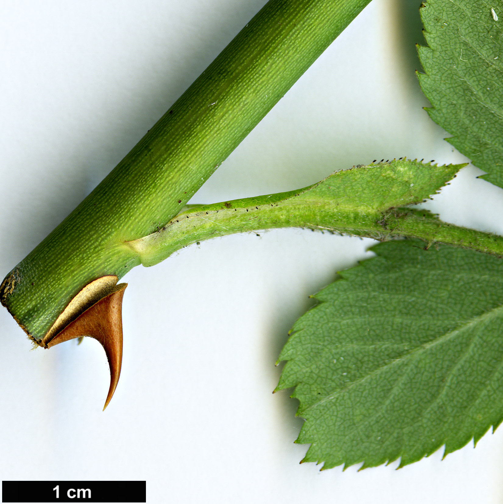 High resolution image: Family: Rosaceae - Genus: Rosa - Taxon: corymbifera - SpeciesSub: var. aemoniana